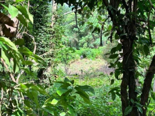 Farm for sale in Pangil