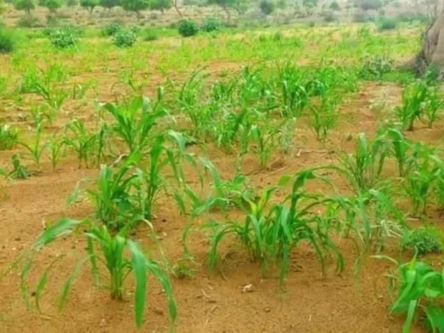 Land for sale in پی این ڈبلیو ایچ ایس