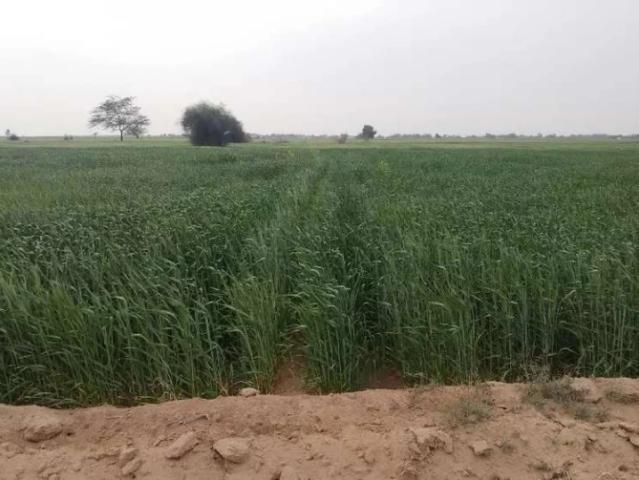 Land for sale in Bahawalpur, Islamabad Capital Territory