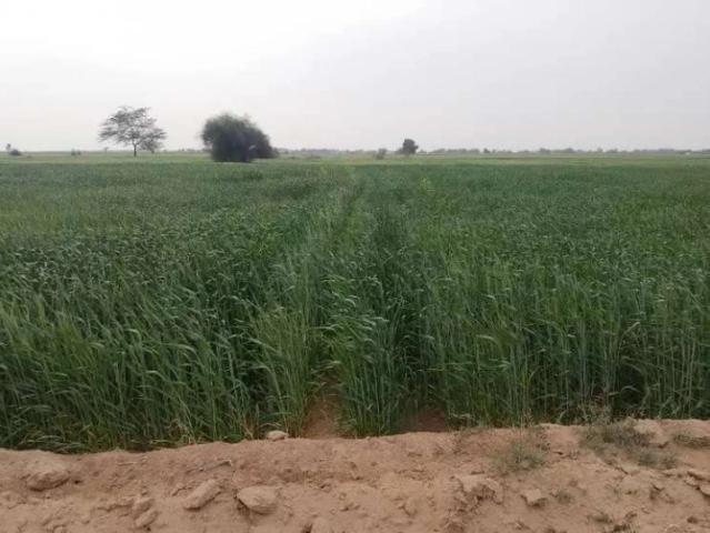 Land for sale in Bahawalpur, Islamabad Capital Territory