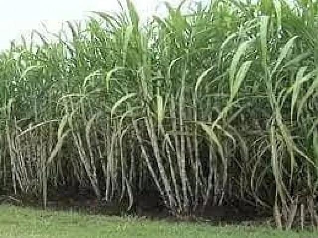 Land for sale in Bahawalpur, Islamabad Capital Territory