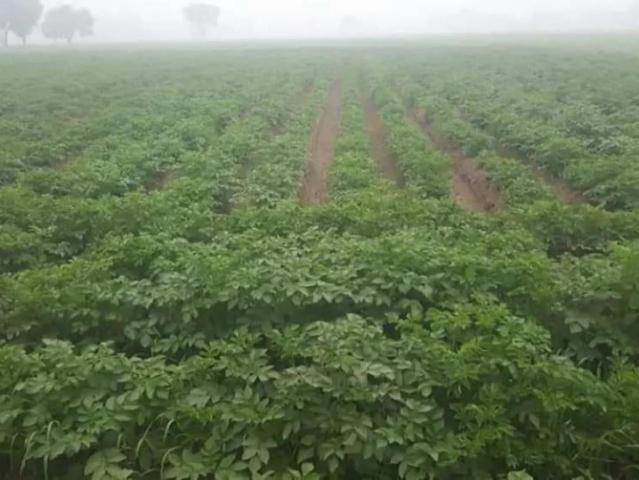 Land for sale in Kasur, Islamabad Capital Territory