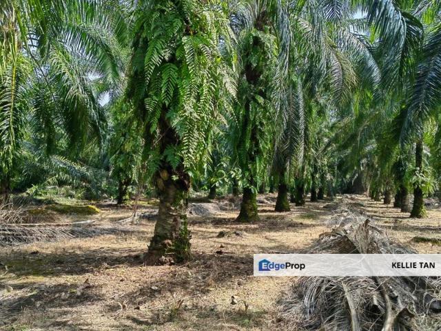 Shop for sale in Banting, Selangor