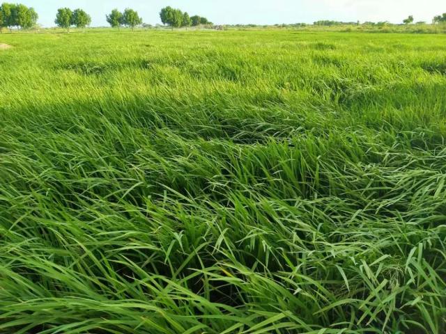 Land for sale in پی این ڈبلیو ایچ ایس
