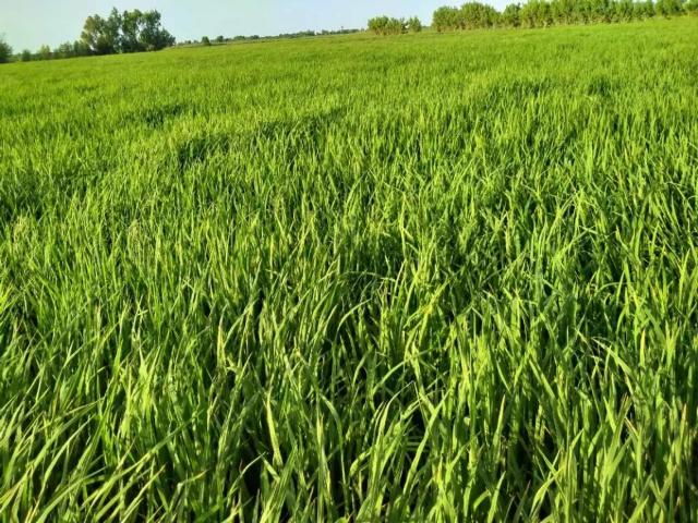 Land for sale in North Waziristan, Federally Administered Tribal Areas fata