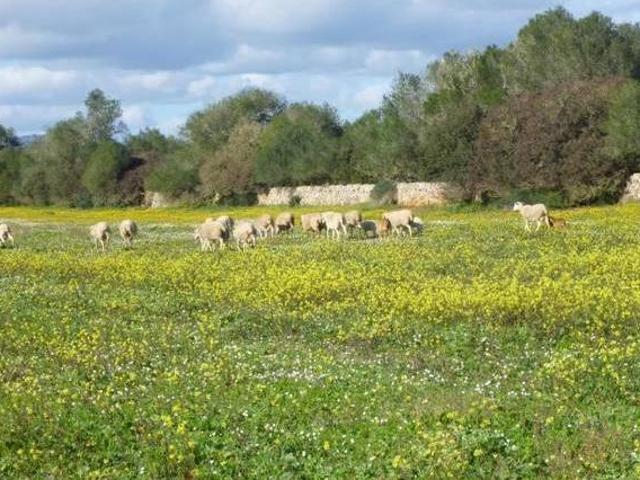 Casa en alquiler en Campos, Baleares