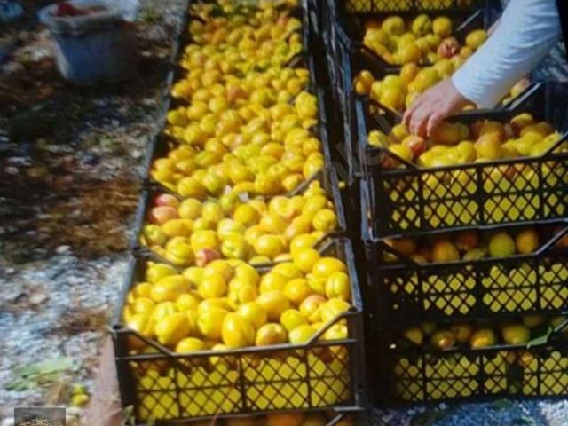 Çamliyayla, Mersin içerisinde satılık mülk