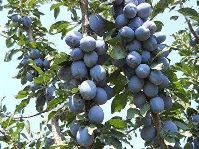 Çamliyayla, Mersin içerisinde satılık mülk