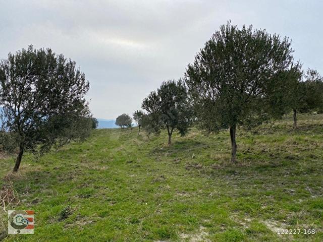 Burhaniye, Balikesir içerisinde satılık mülk