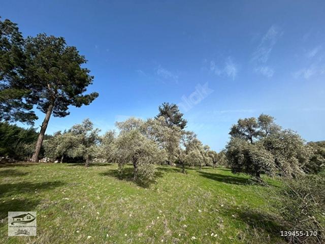 Milas, Muğla içerisinde satılık Arsa