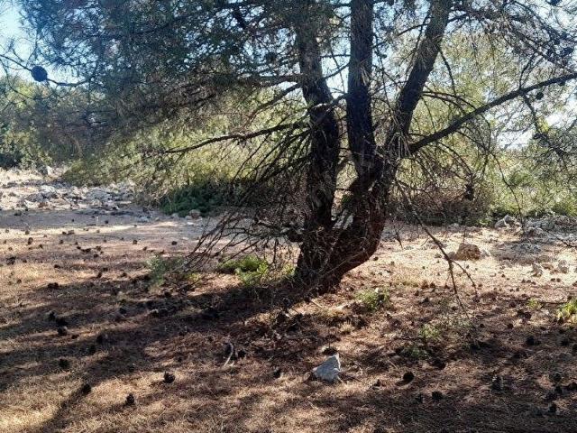 Muğla Merkez, Muğla içerisinde satılık Arsa