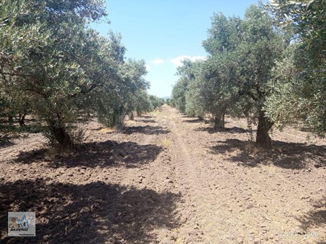 Akhisar, Manisa içerisinde satılık mülk