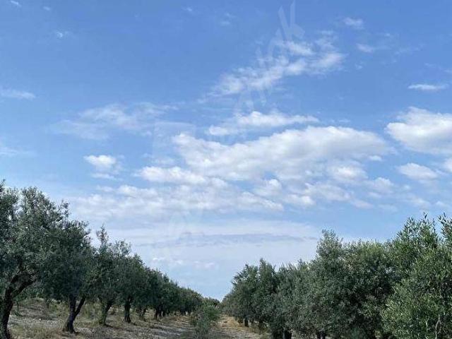 Akhisar içerisinde satılık Arsa