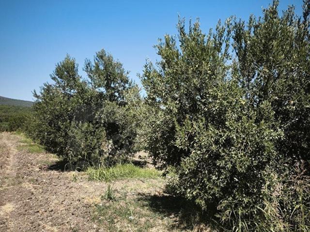 Akhisar, Manisa içerisinde satılık mülk