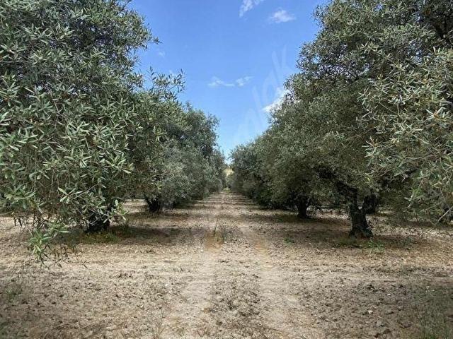 Akhisar, Manisa içerisinde satılık mülk