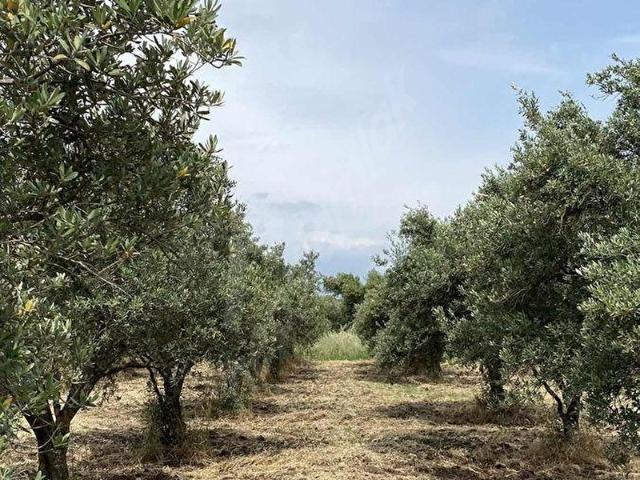Akhisar, Manisa içerisinde satılık Arsa