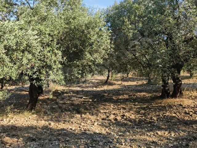 Akhisar, Manisa içerisinde satılık mülk