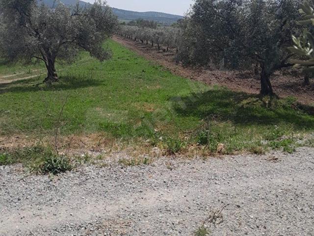 Akhisar, Manisa içerisinde satılık Arsa