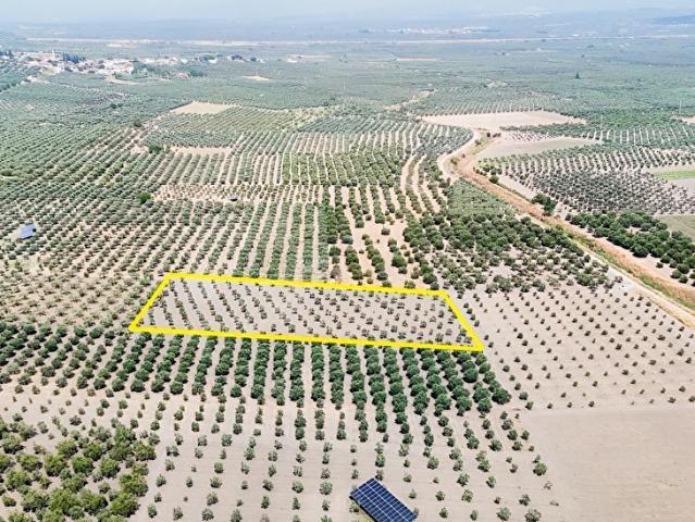 Hamidiye, Akhisar içerisinde satılık Arsa