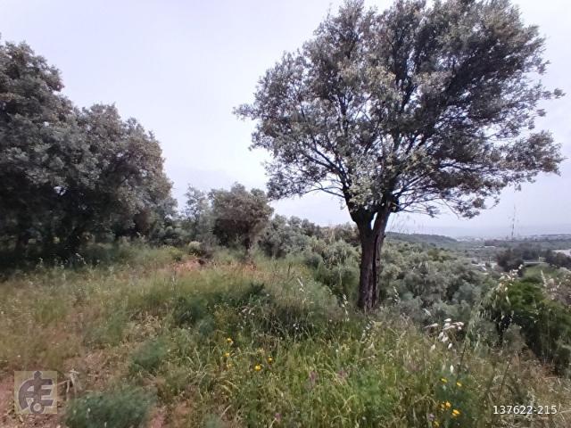 Dağkaraağaç, Germencik içerisinde satılık mülk