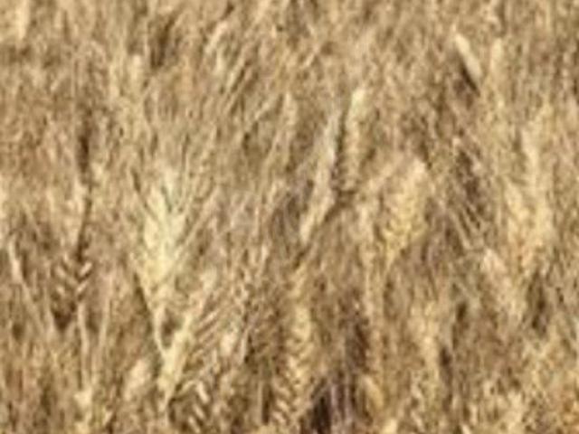 Yanıkağıl Yaylası, Aksaray Merkez içerisinde satılık Arsa
