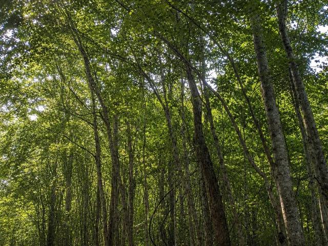 Land for sale in Millport, Alabama