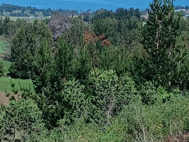 Terreno en venta en Ñuble