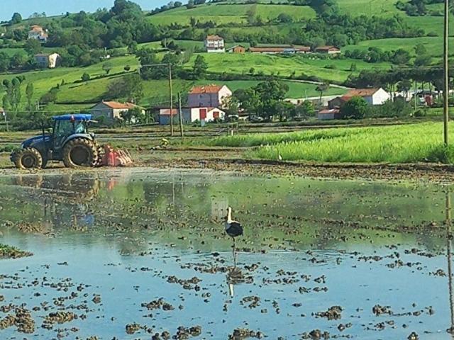 Göçkün, Alaçam içerisinde satılık Arsa