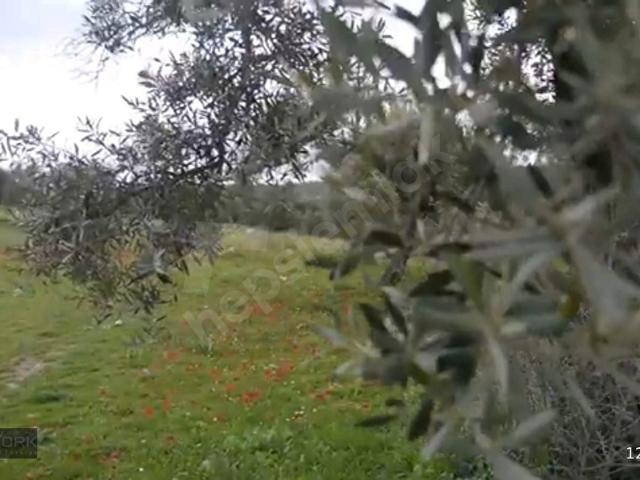 Milas, Muğla içerisinde satılık Arsa