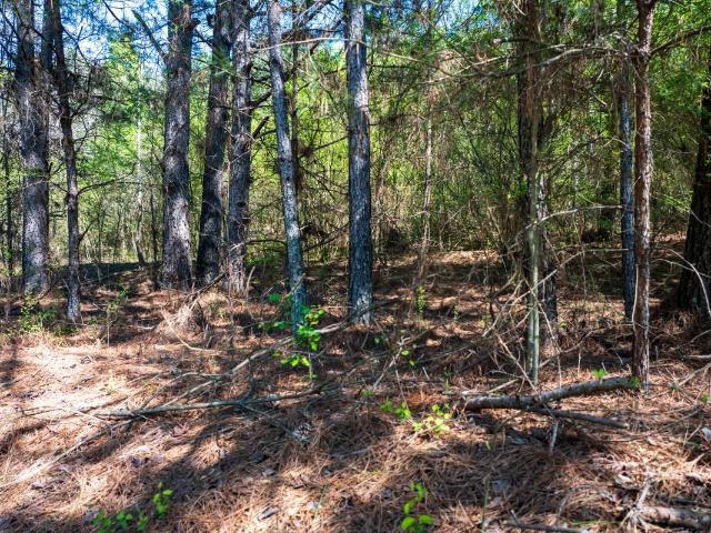 Land for sale in Alabama