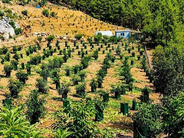 Alanya, Antalya içerisinde satılık Arsa