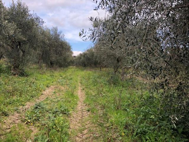 Terreno in vendita a Albanella, Campania