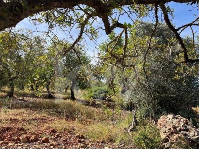 Terreno venda em Albufeira, Faro