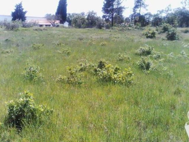 Terreno venda em Alcobaça, Leiria