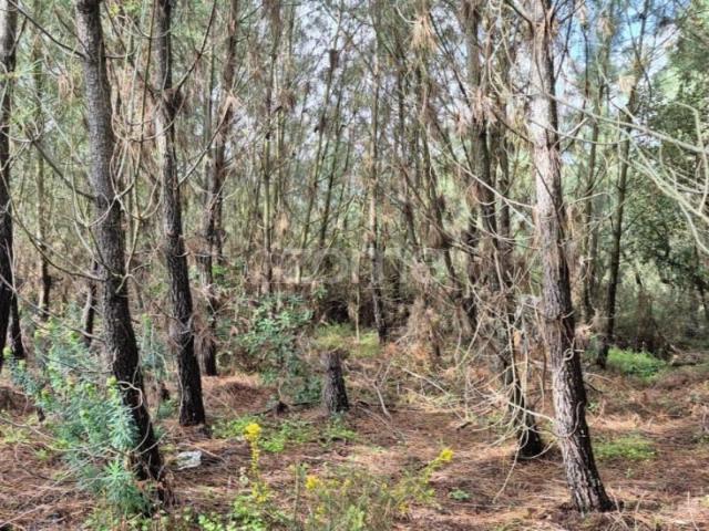 Terreno venda em Alenquer (Santo Estêvão e Triana), Alenquer