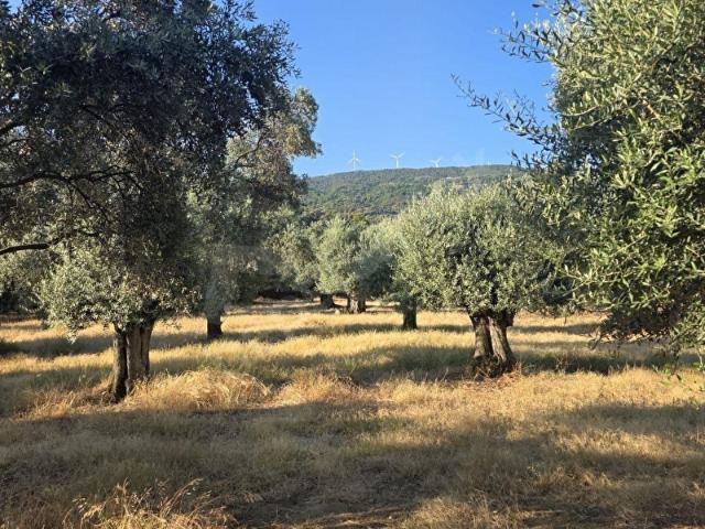 Tire, İzmir içerisinde satılık mülk