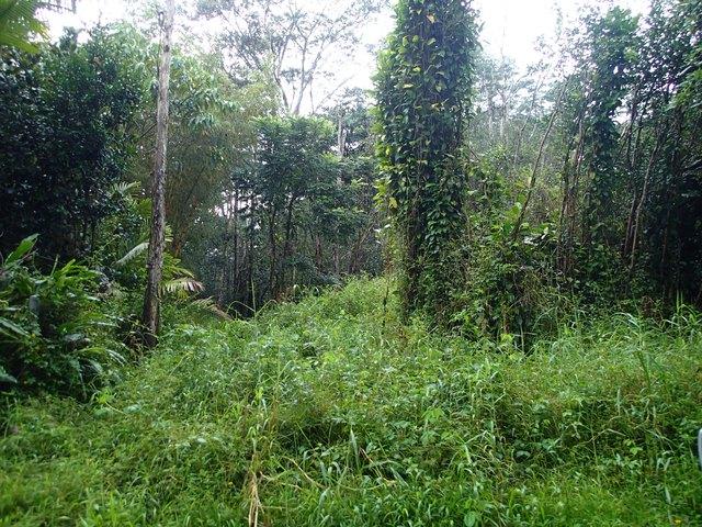 Land for sale in Pahoa, Hawaiʻi County