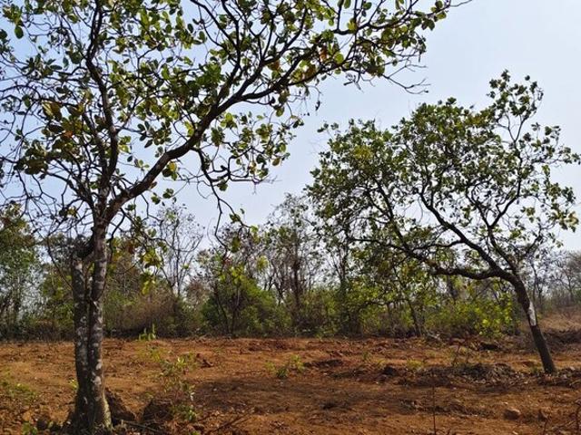 Land for sale in Arunachal Pradesh