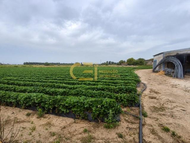 Terreno venda em Alpiarça, Santarém