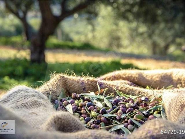 Ayvalik, Balikesir içerisinde satılık mülk