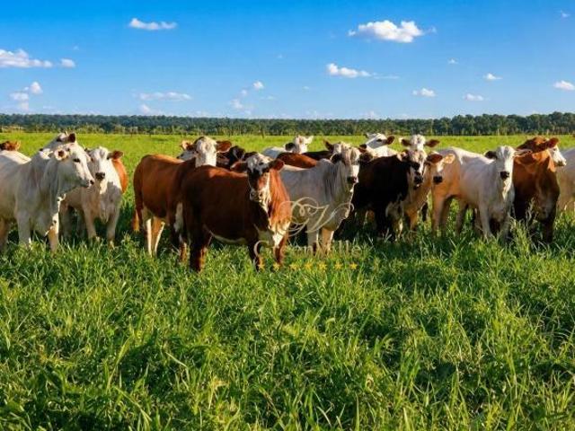 Sítio e chácara venda em Alto Araguaia, Região Geográfica Intermediária de Rondonópolis