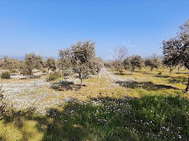 Torbali, İzmir içerisinde satılık Arsa