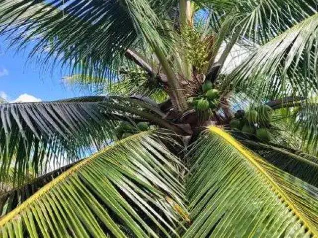 Casa aluguel em Região Geográfica Imediata de Natal, São José de Mipibu
