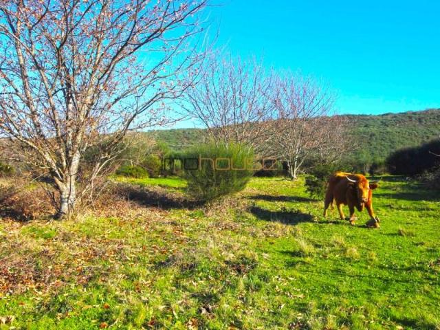 Terreno venda em Amarante, Porto