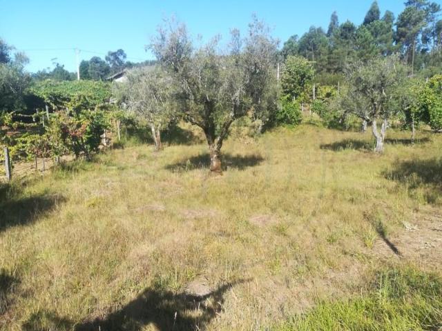 Terreno venda em Celorico De Basto, Braga