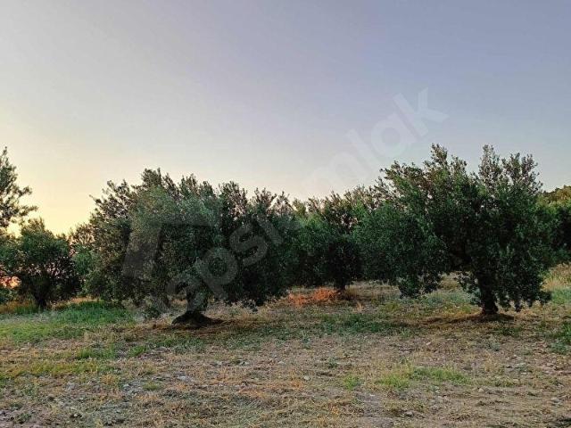 Çamönü, Akhisar içerisinde satılık Arsa