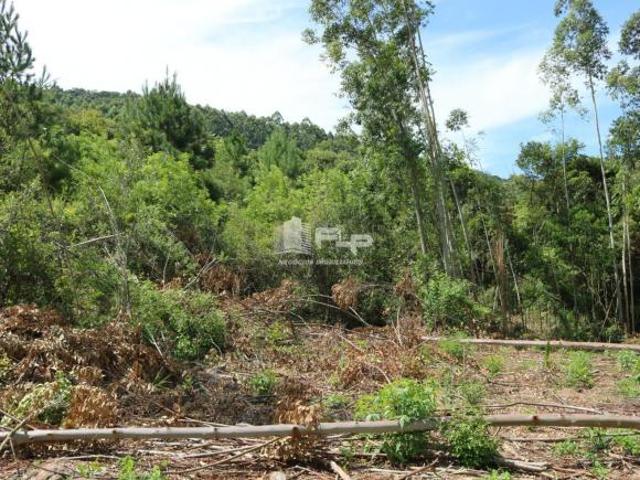 Sítio e chácara venda em Região Geográfica Imediata de Caxias do Sul, Feliz