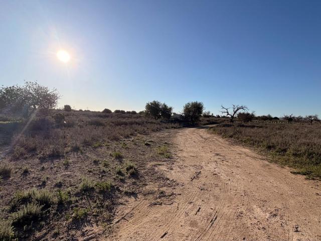 Terreno en venta en la Marina, el Baix Vinalopó