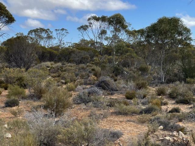 Land for sale in Colley, South Australia