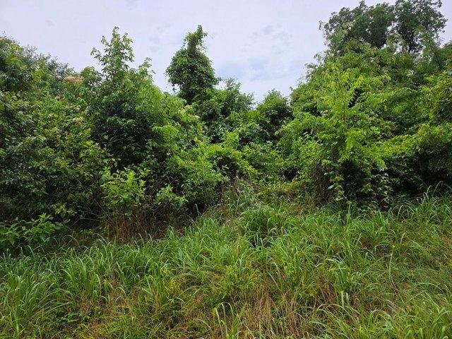 Land for sale in Palestine, Texas